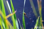 vroege glazenwasser (Aeshna isoceles)