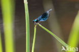 Weidebeekjuffer (Calopteryx splendens)