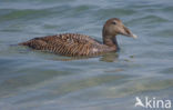 Eider (Somateria mollissima)