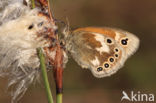 Veenhooibeestje (Coenonympha tullia)