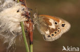 Veenhooibeestje (Coenonympha tullia)