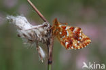 Veenbesparelmoervlinder (Boloria aquilonaris)