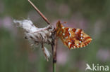 Veenbesparelmoervlinder (Boloria aquilonaris)