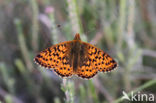 Veenbesparelmoervlinder (Boloria aquilonaris)