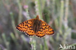 Veenbesparelmoervlinder (Boloria aquilonaris)