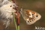 Veenhooibeestje (Coenonympha tullia)