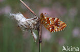 Veenbesparelmoervlinder (Boloria aquilonaris)