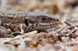 Viviparous Lizard (Zootoca vivipara)