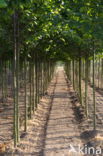 arboriculture nursery