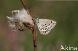 Veenbesblauwtje (Plebejus optilete)