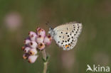 Veenbesblauwtje (Plebejus optilete)