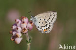 Veenbesblauwtje (Plebejus optilete)