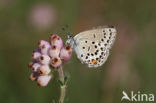 Veenbesblauwtje (Plebejus optilete)