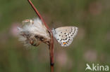 Veenbesblauwtje (Plebejus optilete)