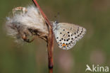 Veenbesblauwtje (Plebejus optilete)