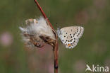 Veenbesblauwtje (Plebejus optilete)