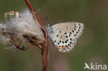 Veenbesblauwtje (Plebejus optilete)