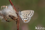 Veenbesblauwtje (Plebejus optilete)