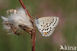 Veenbesblauwtje (Plebejus optilete)