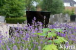 English lavender