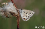 Veenbesblauwtje (Plebejus optilete)