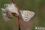 Veenbesblauwtje (Plebejus optilete)