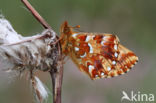 Veenbesparelmoervlinder (Boloria aquilonaris)