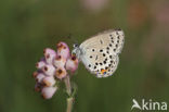 Veenbesblauwtje (Plebejus optilete)