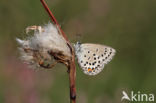 Veenbesblauwtje (Plebejus optilete)