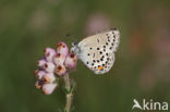 Veenbesblauwtje (Plebejus optilete)