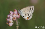 Veenbesblauwtje (Plebejus optilete)