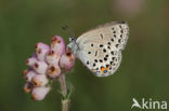 Veenbesblauwtje (Plebejus optilete)