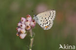 Veenbesblauwtje (Plebejus optilete)