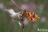 Veenbesparelmoervlinder (Boloria aquilonaris)