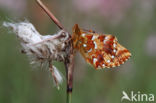 Veenbesparelmoervlinder (Boloria aquilonaris)