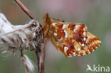 Veenbesparelmoervlinder (Boloria aquilonaris)