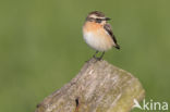 Paapje (Saxicola rubetra)