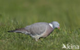 Houtduif (Columba palumbus)