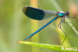 Weidebeekjuffer (Calopteryx splendens)