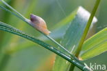 slak (gastropods Gastropoda)