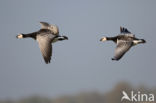 Brandgans (Branta leucopsis)