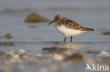 Drieteenstrandloper (Calidris alba)