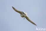 Sandwich Tern (Sterna sandvicencis)