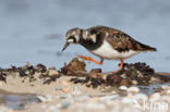 Ruddy Turnstone (Arenaria interpres)