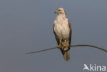 Buizerd (Buteo buteo)