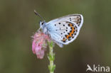 Silver Studded Blue (Plebejus argus)