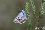 Silver Studded Blue (Plebejus argus)