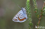 Silver Studded Blue (Plebejus argus)