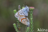 Silver Studded Blue (Plebejus argus)