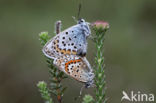 Silver Studded Blue (Plebejus argus)